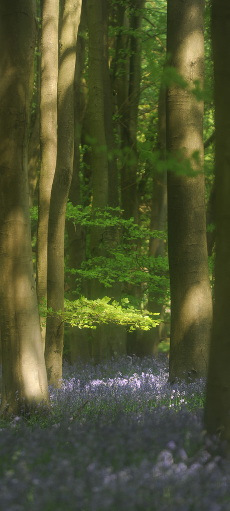 Micheldever Wood  Hampshire Springtime 2